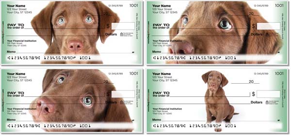chocolate lab pup check series