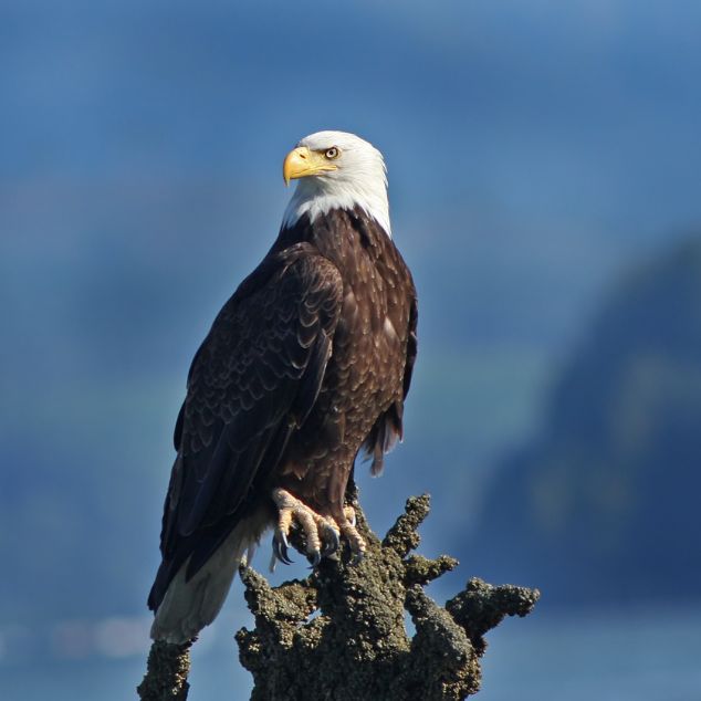 bald eagle perched on a rock