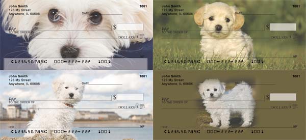 Adorable Bichon Frise Checks