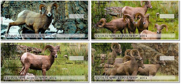 Bighorn Sheep Checks