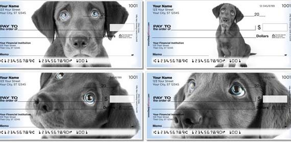 Black Lab Pup Checks