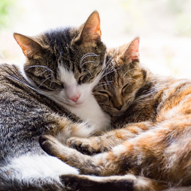 two cats cuddling