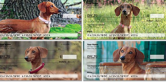 dachshund checks