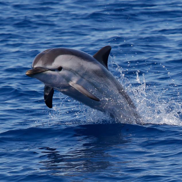 dolphin jumping out of the sea