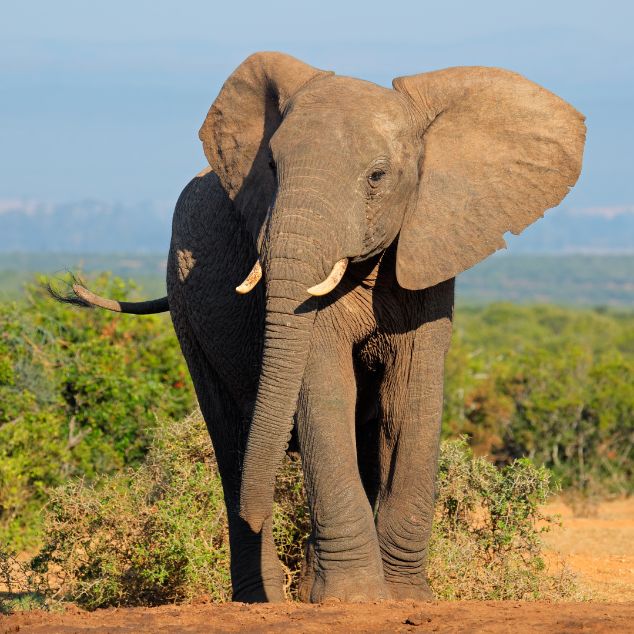 elephant in the wild