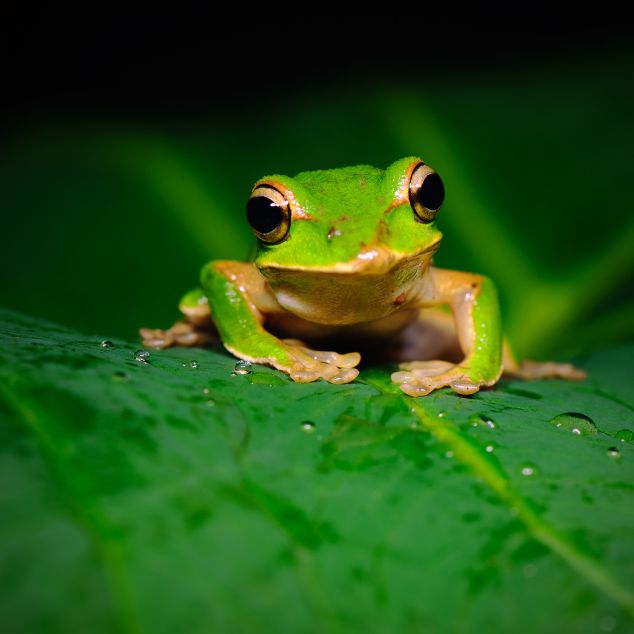 little green tree frog