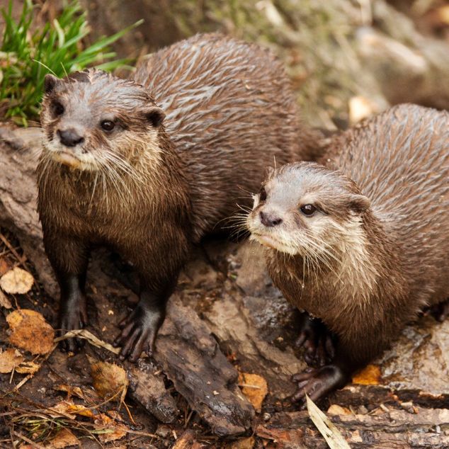 two river otters
