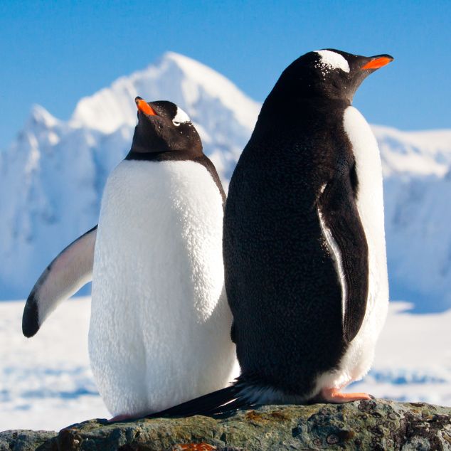 two penguins