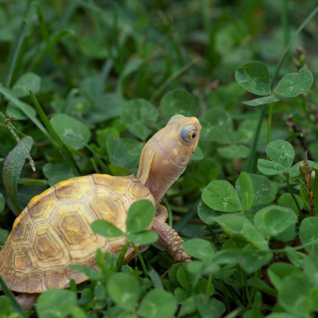 turtle in a patch of clover