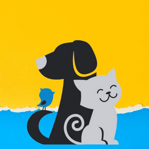 pet checks direct logo on a bright yellow and blue background