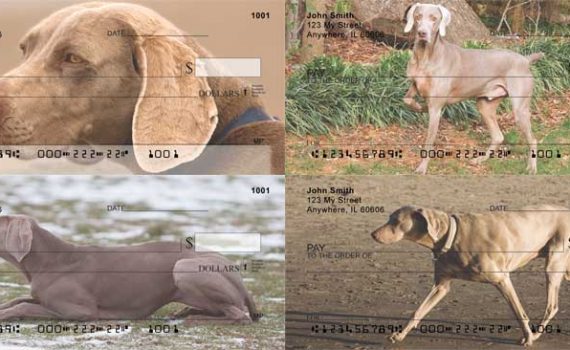 weimaraner dog checks