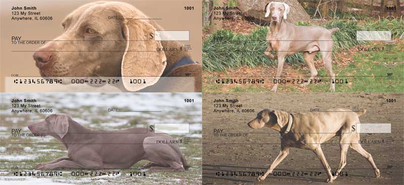 weimaraner dog checks